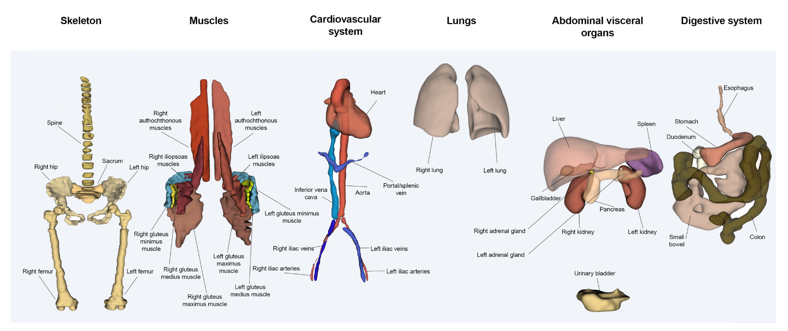 MRI scans of organs MRSegmentator can identify (with the organ highlighted)